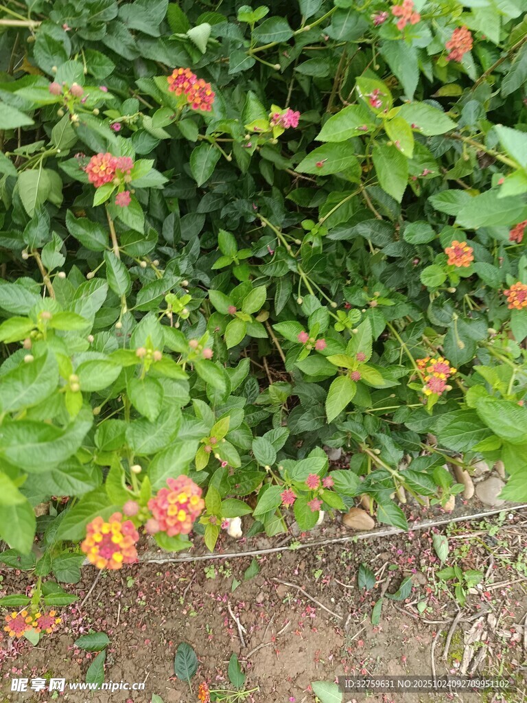 绿叶间绽放的鲜艳花朵