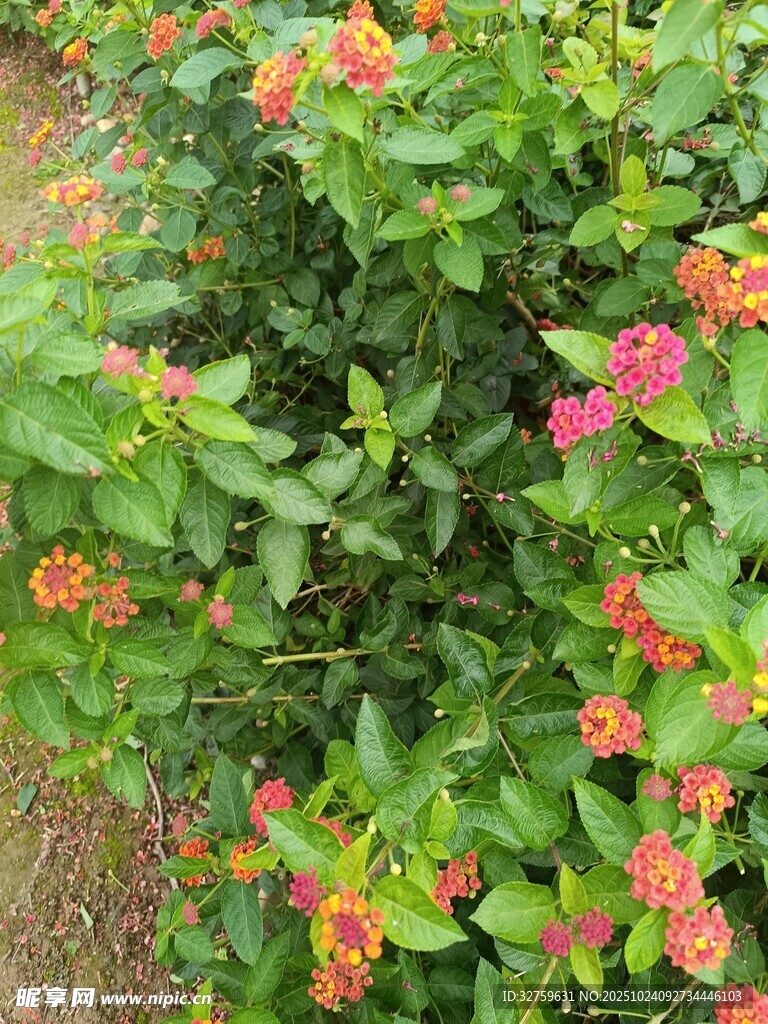 鲜艳多彩的马缨丹花丛