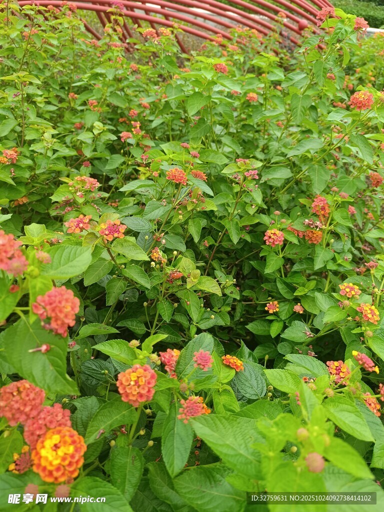多彩马缨丹花丛景观