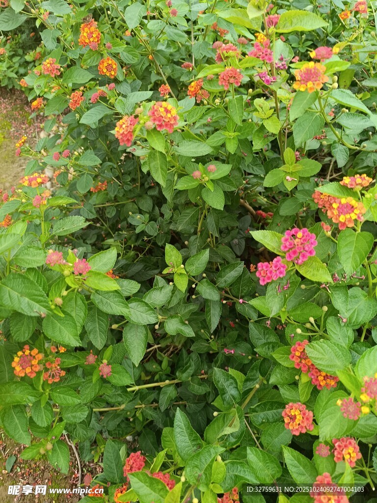 多彩花丛中的鲜艳花卉