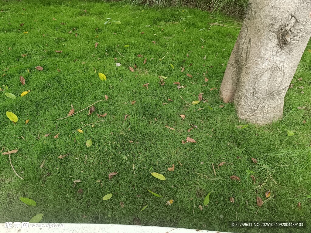 树下草地绿意与落叶