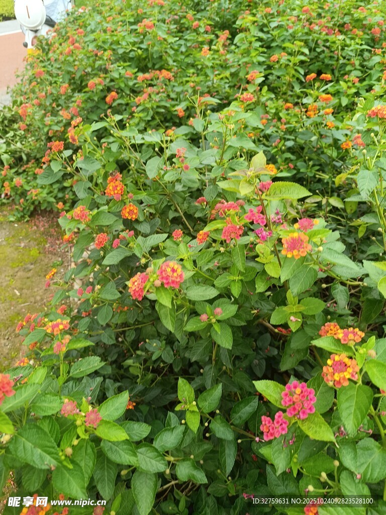 五彩斑斓的马缨丹花丛