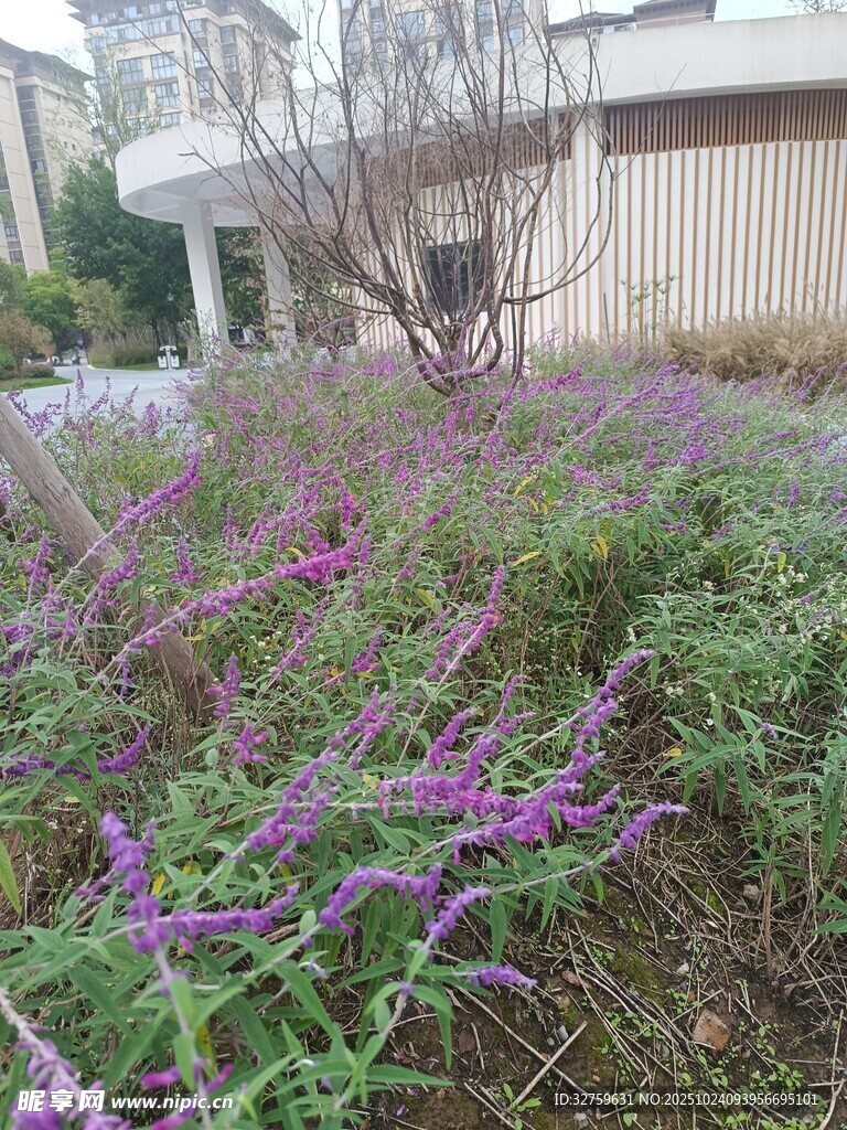 紫色花卉装点的户外景致