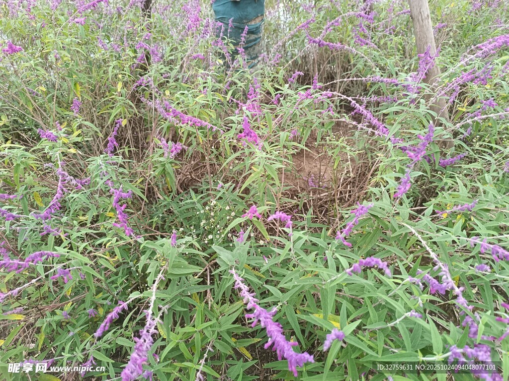 紫色野花遍布的繁茂草地