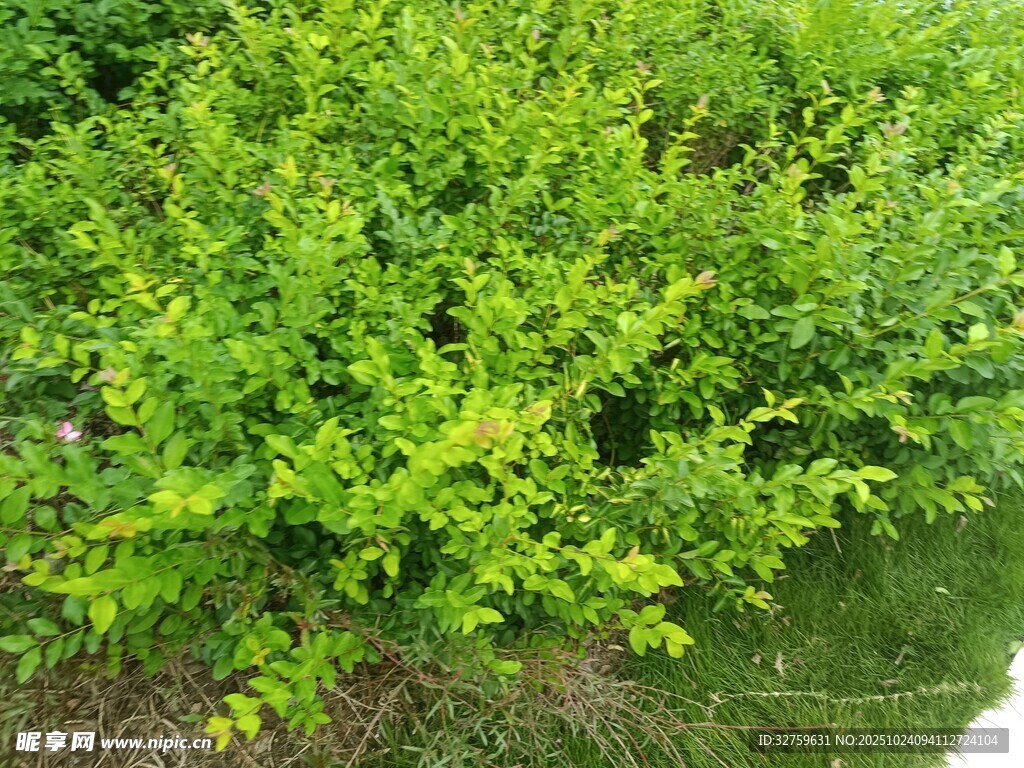 翠绿繁茂的灌木丛
