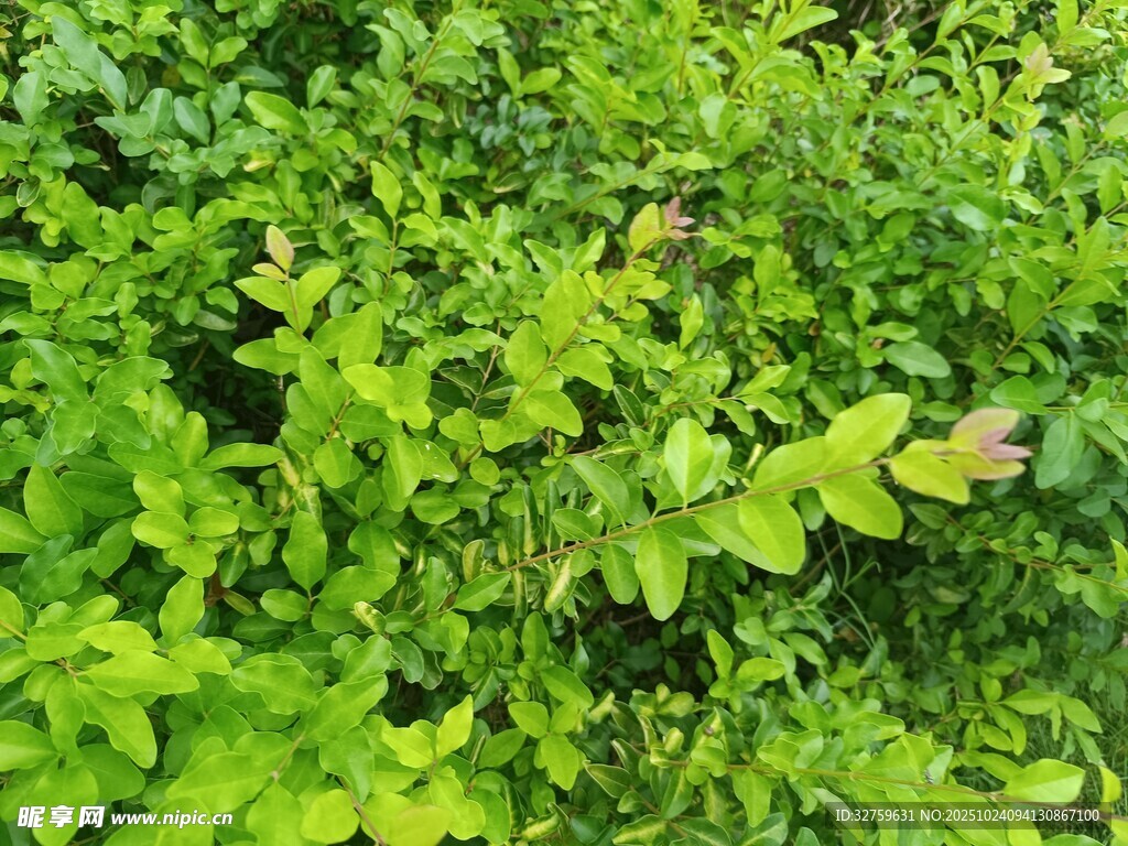 翠绿繁茂的植物景观