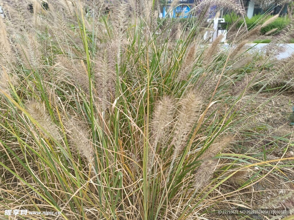 观赏草特写