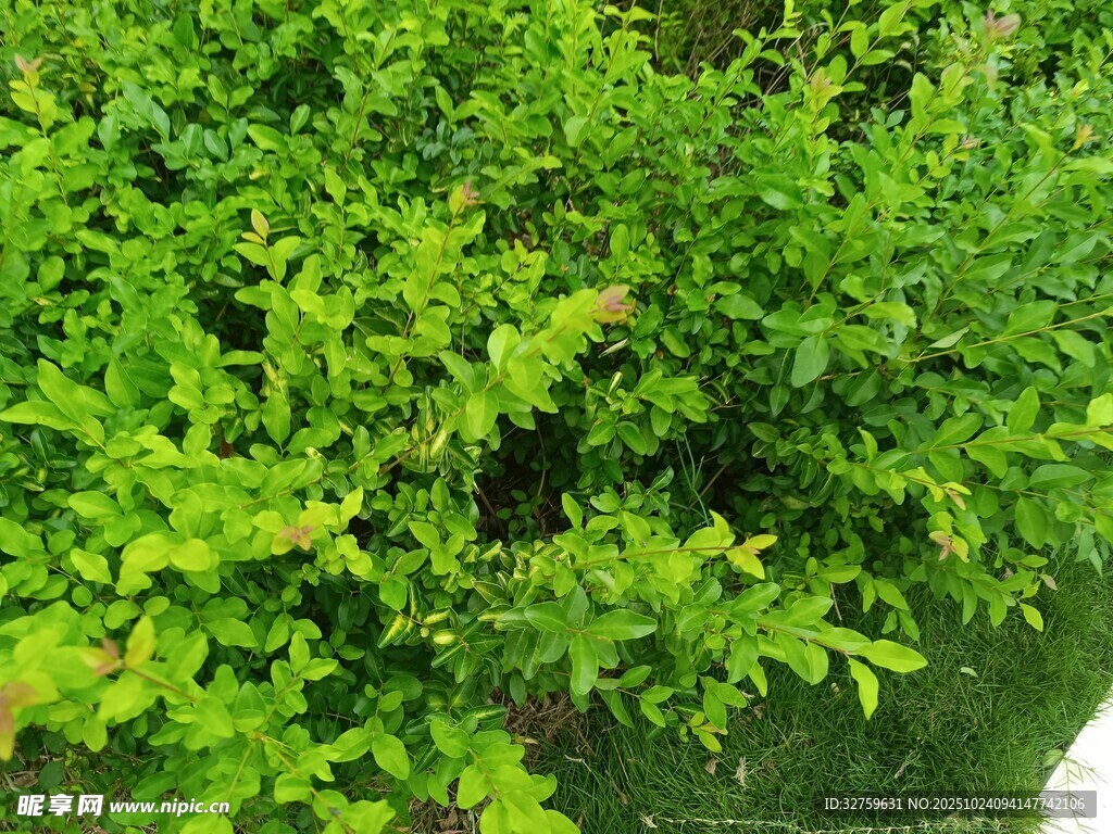 翠绿繁茂的灌木丛