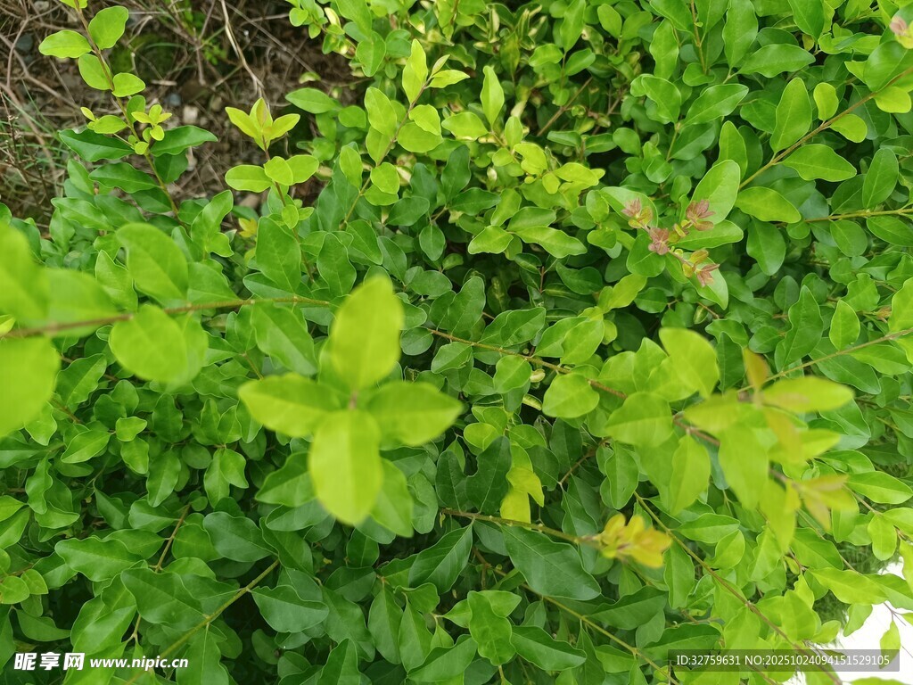 翠绿繁茂的植物景观