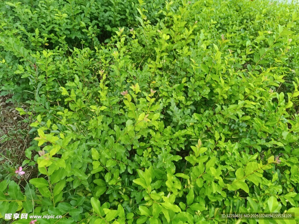 繁茂的绿色灌木丛