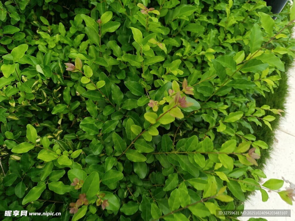 翠绿繁茂的植物墙一角