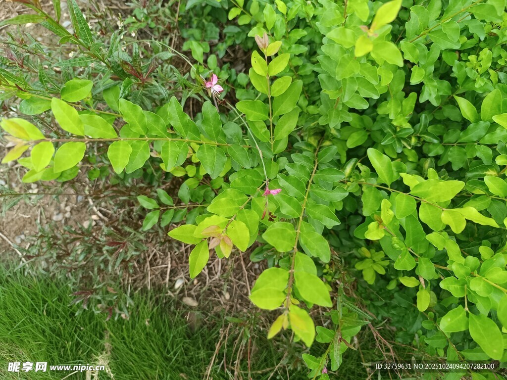 翠绿植物枝叶特写