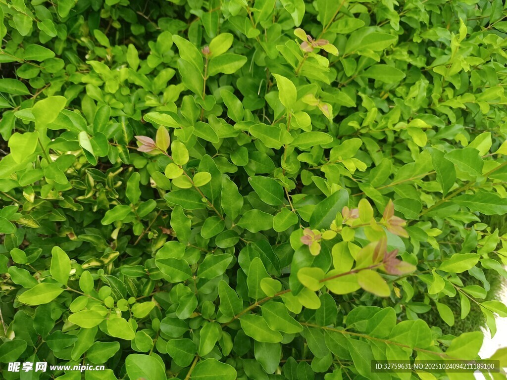 翠绿繁茂的植物景观