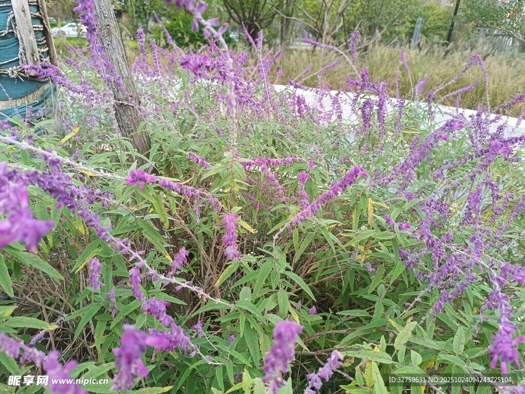 紫色花丛