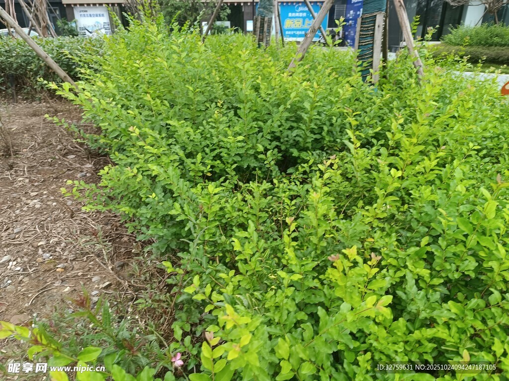 户外绿植景观