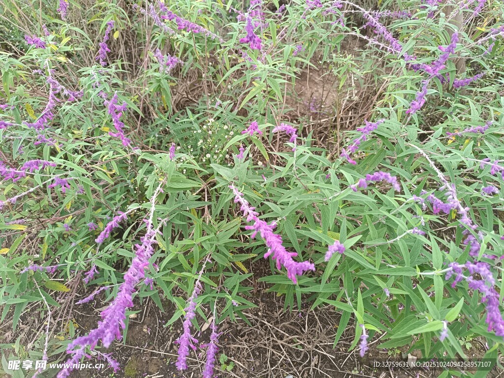 紫色穗状花草植物特写