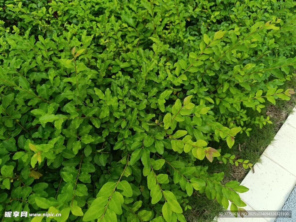 翠绿繁茂的低矮绿植景观