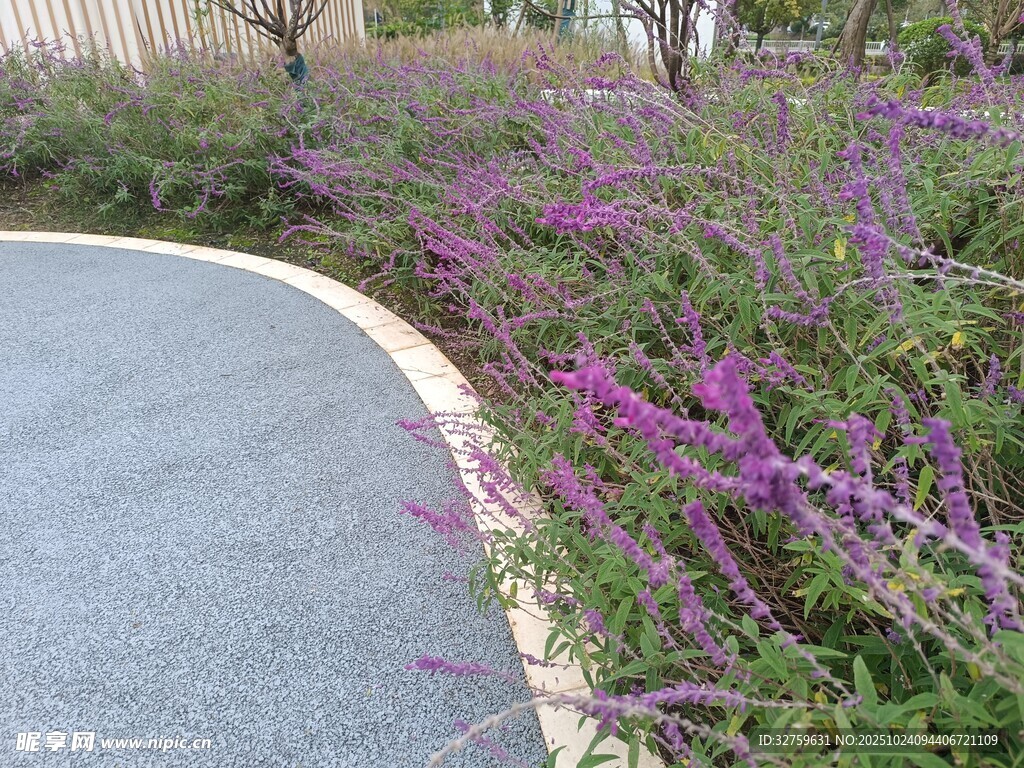 路边绽放的紫色花卉景观