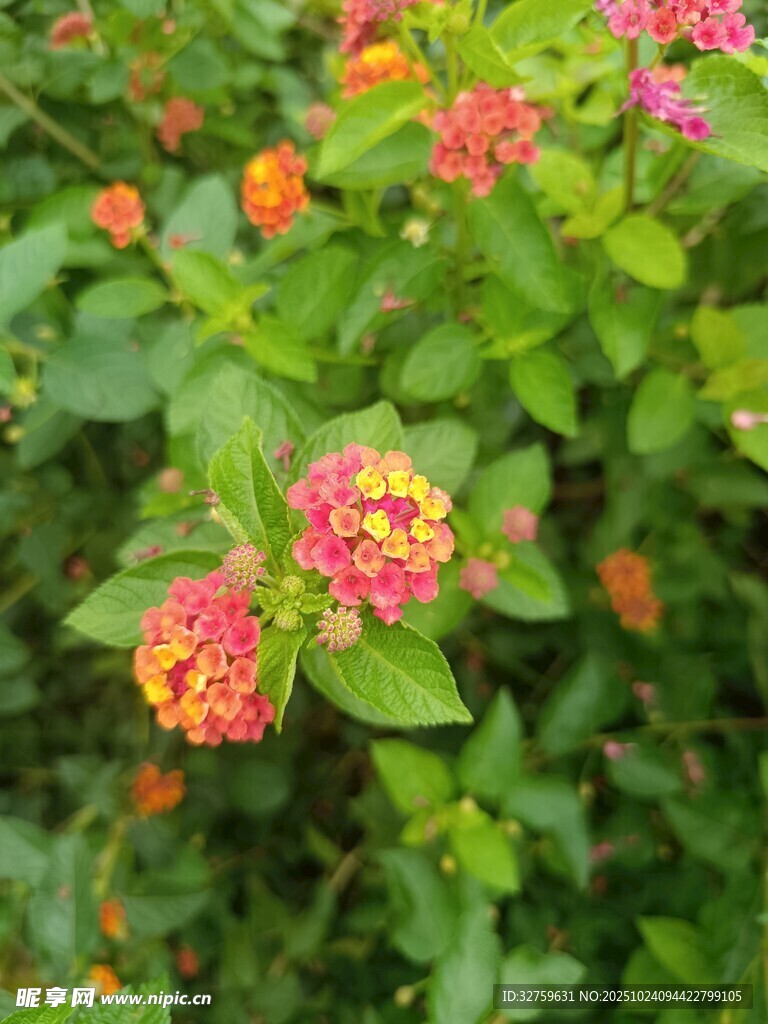 多彩马缨丹绽放