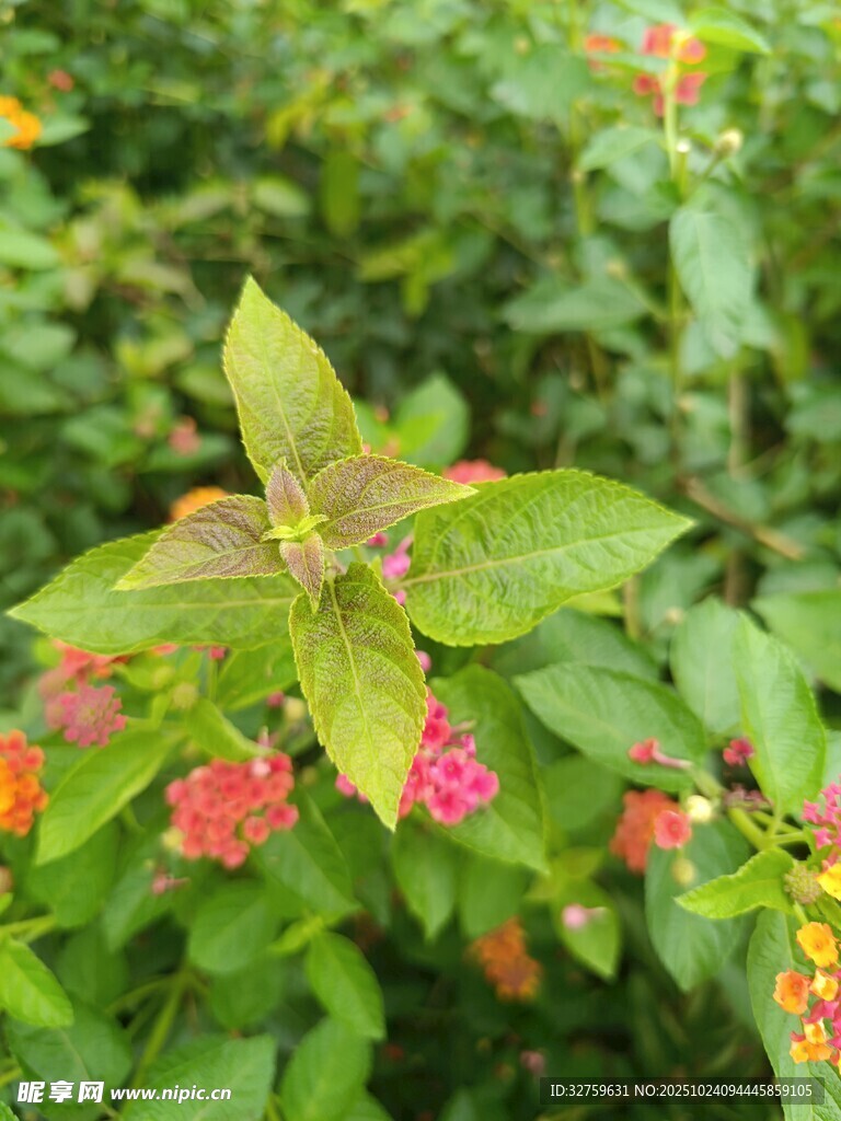 多彩花卉绿植特写