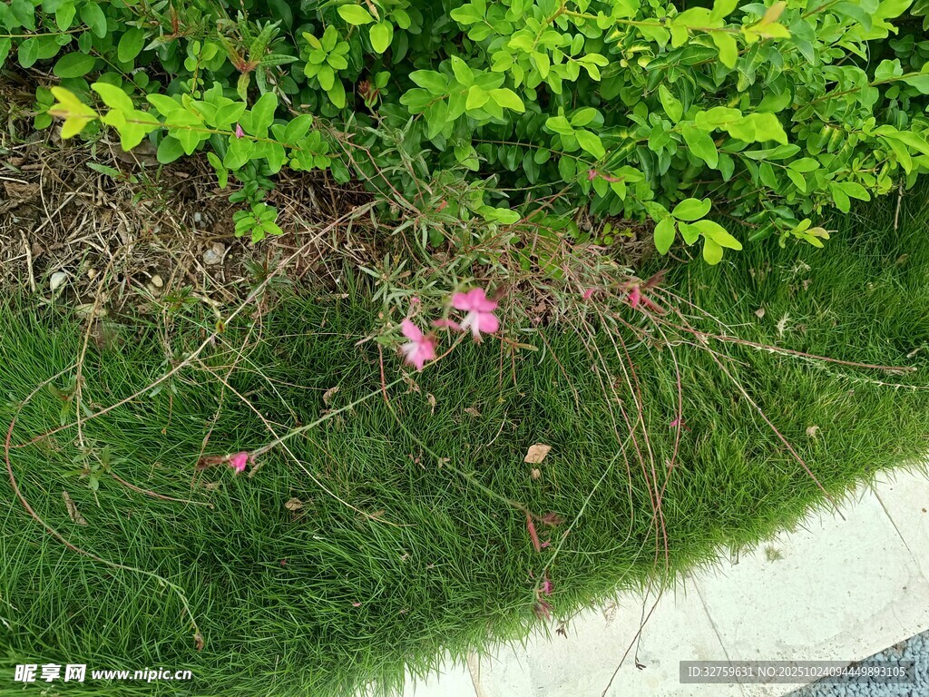 草丛中的粉色小花