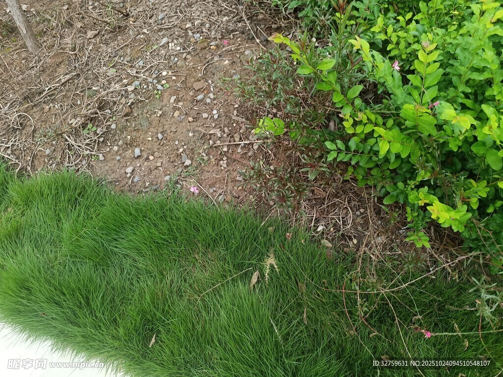 户外绿植与地面景观
