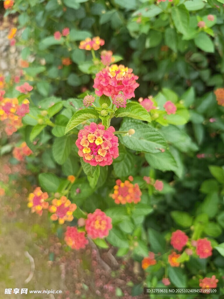 多彩马缨丹绽放绿意间