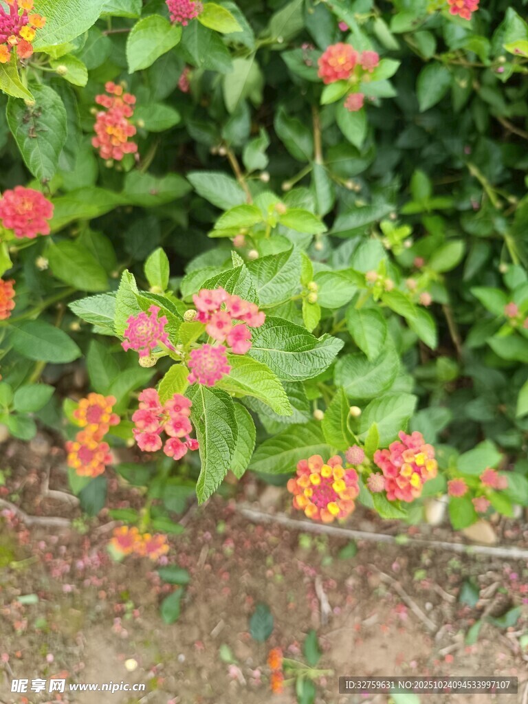 鲜艳多彩的花丛景观