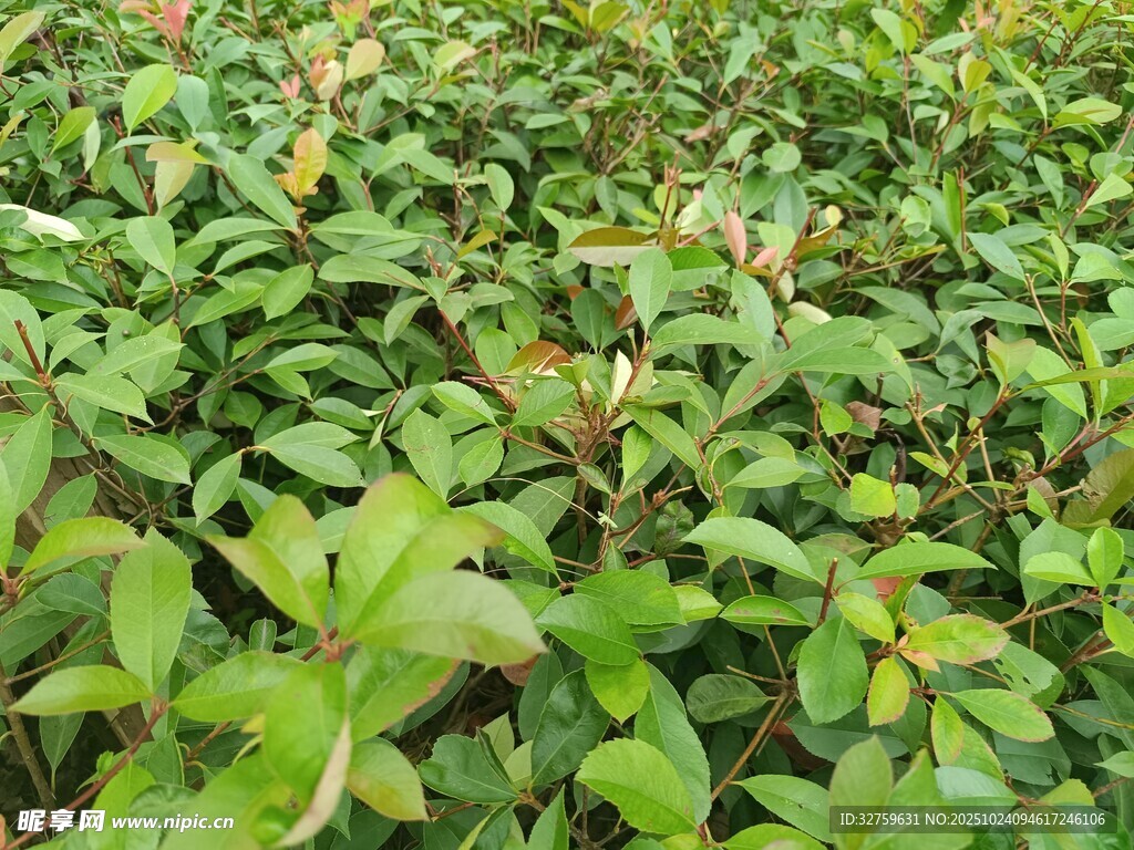翠绿繁茂的植物景观