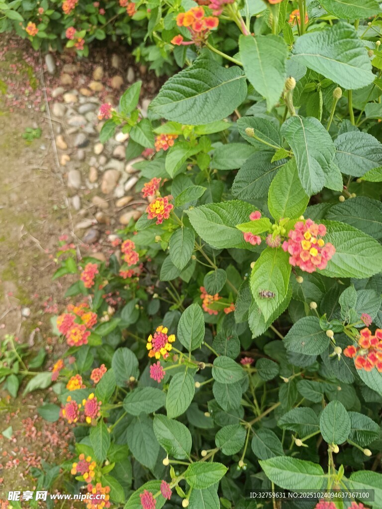 绿叶间绽放的鲜艳花朵