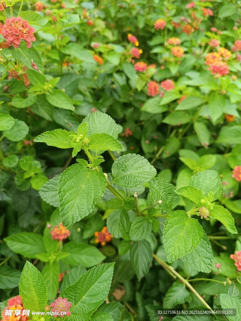 绿叶丛中的鲜艳小花