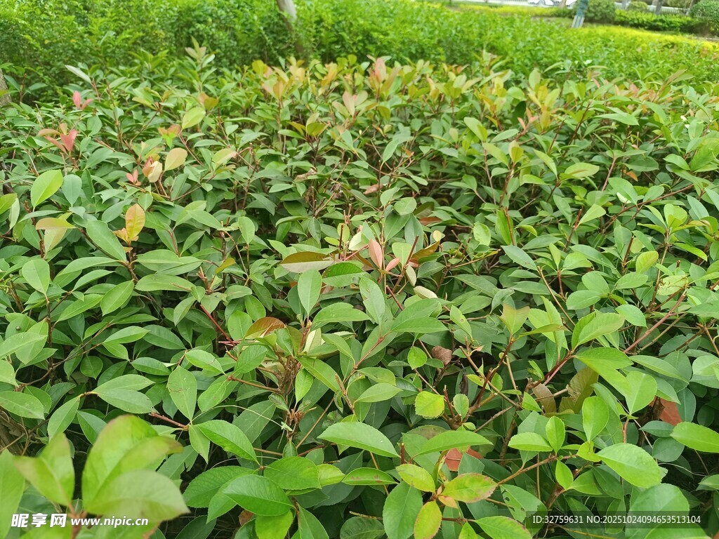 绿叶繁茂的植物景观
