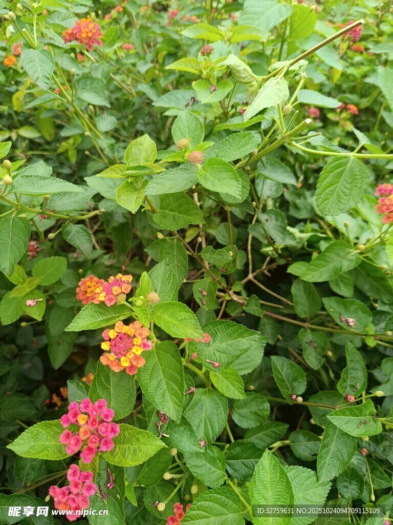 多彩马缨丹绽放绿意间