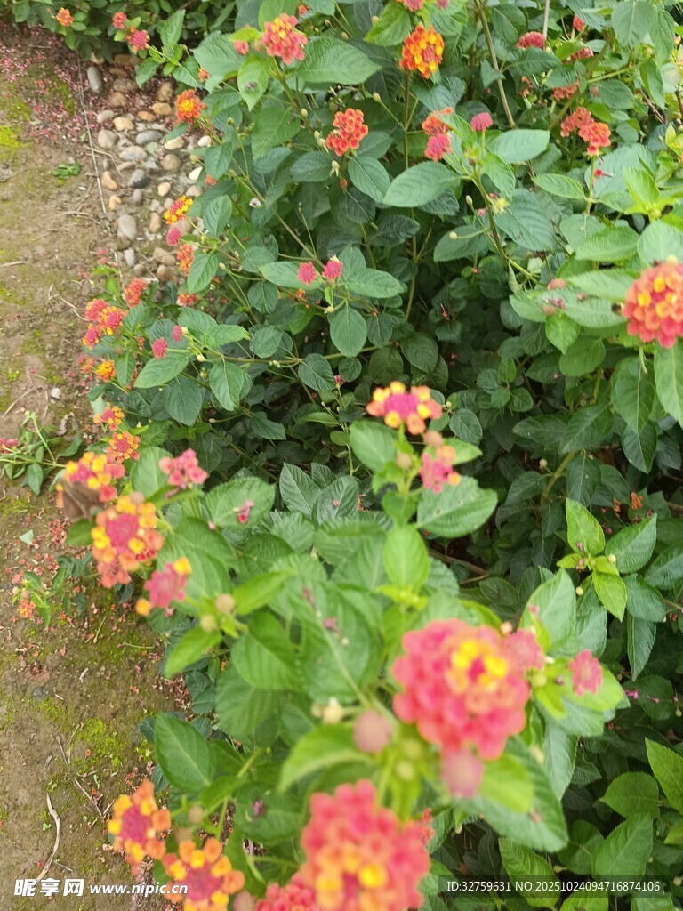 多彩百日菊绽放于小径旁