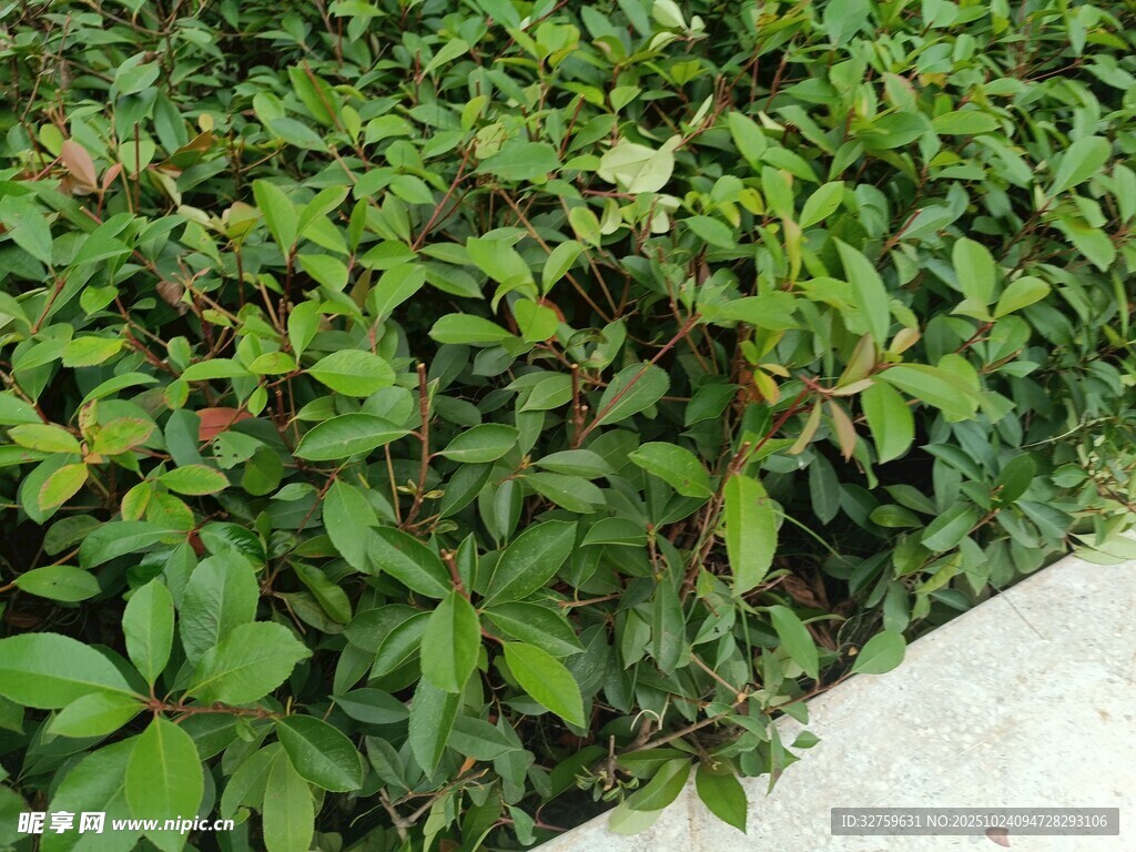 绿叶繁茂的路边植物