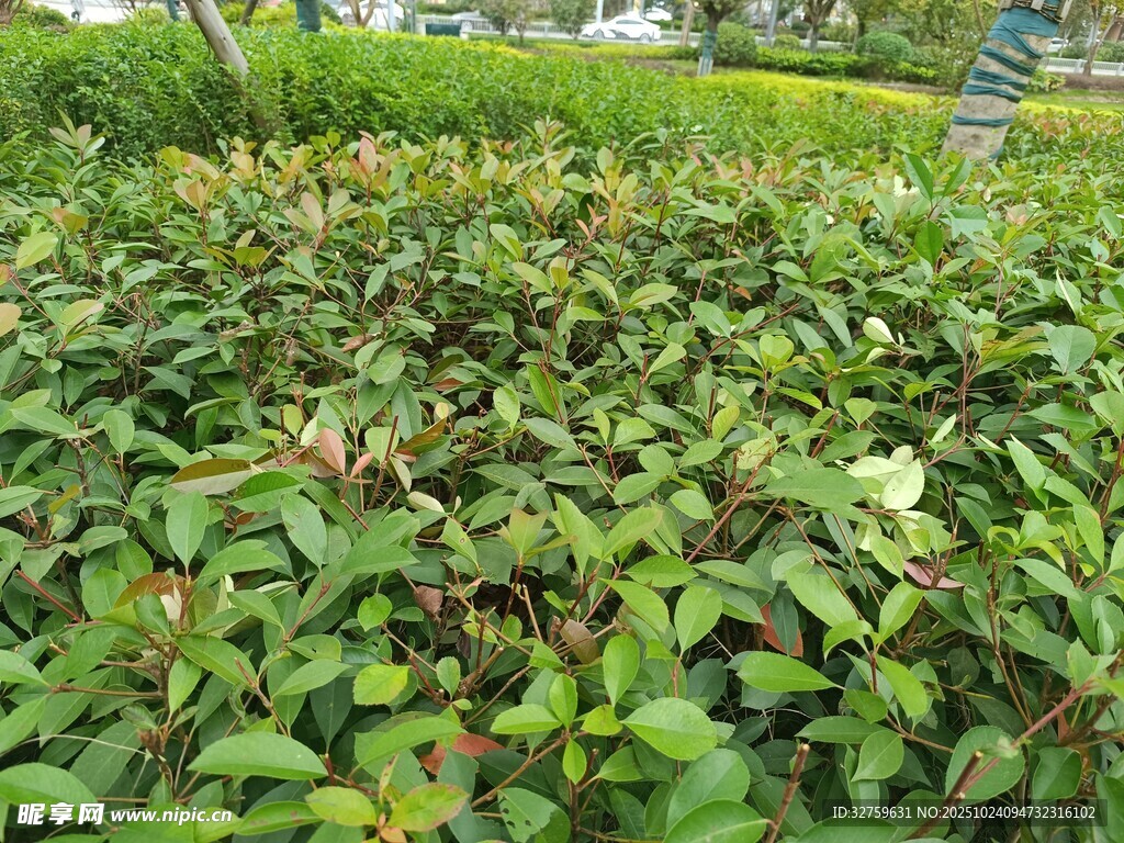绿叶繁茂的植物景观