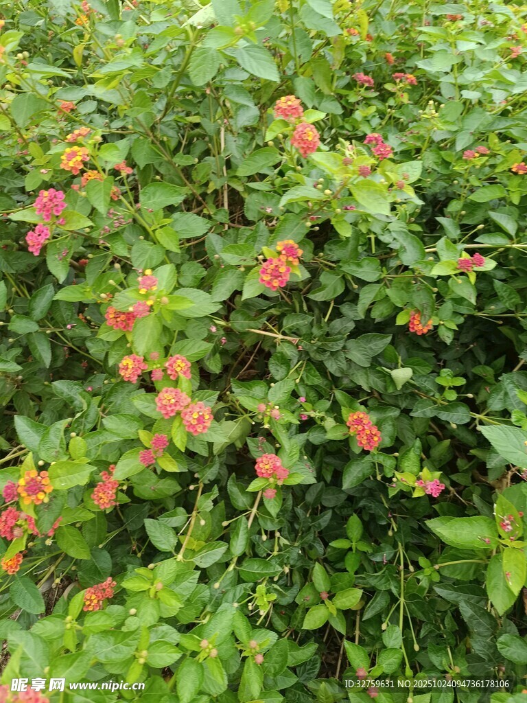 绿叶间的艳丽小花