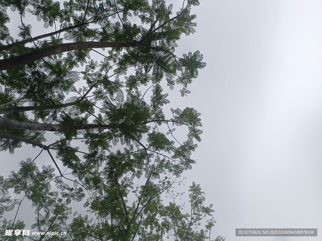 仰视雨中葱郁树木