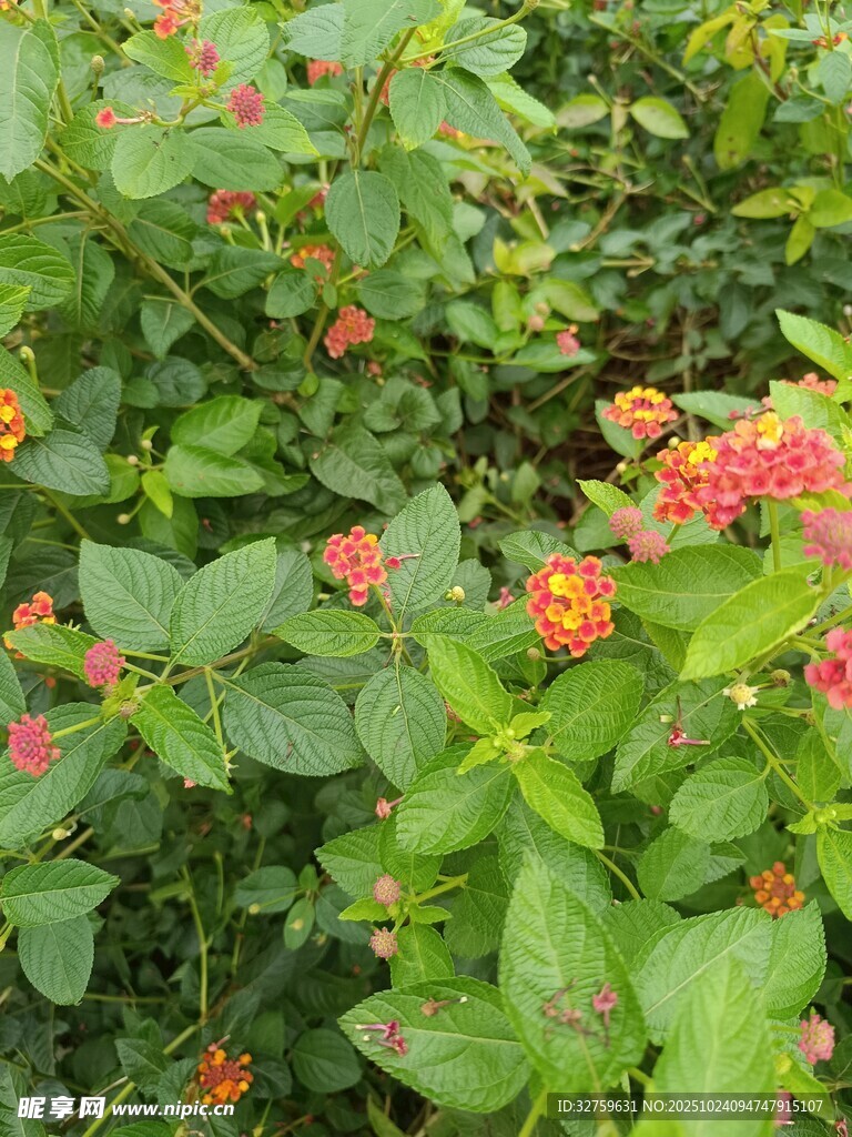 鲜艳花丛中的多彩花朵