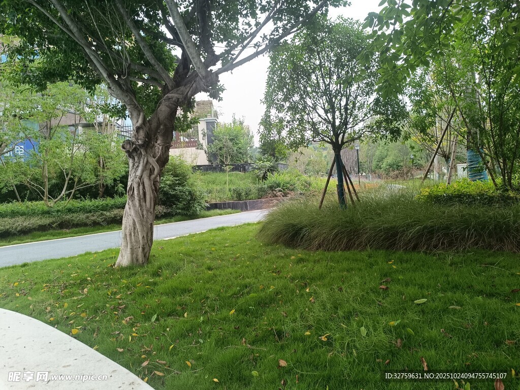 城市公园绿意盎然景观