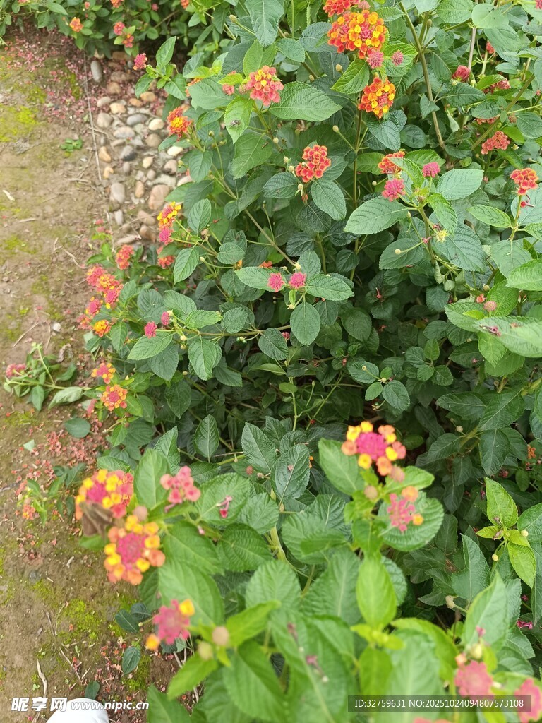 多彩花丛中的鲜艳花朵