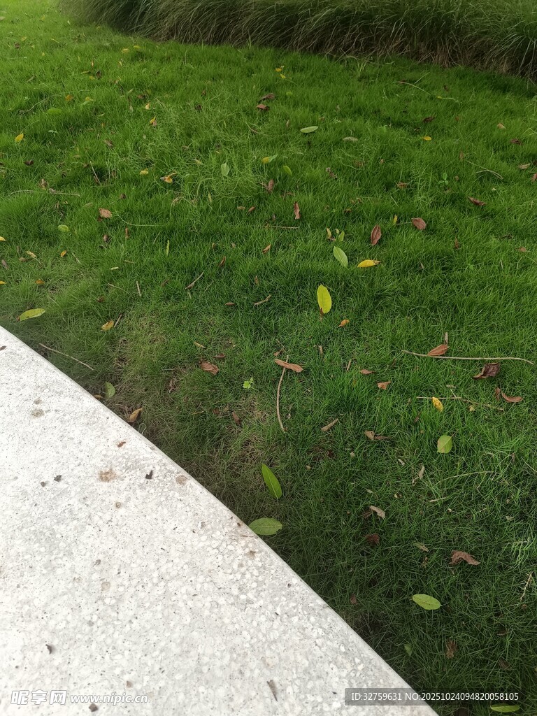 路边绿意盎然的草地