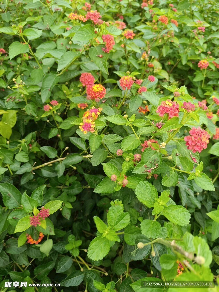 绿叶间的娇艳红花