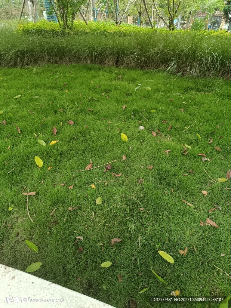 翠绿草坪上散落着黄叶