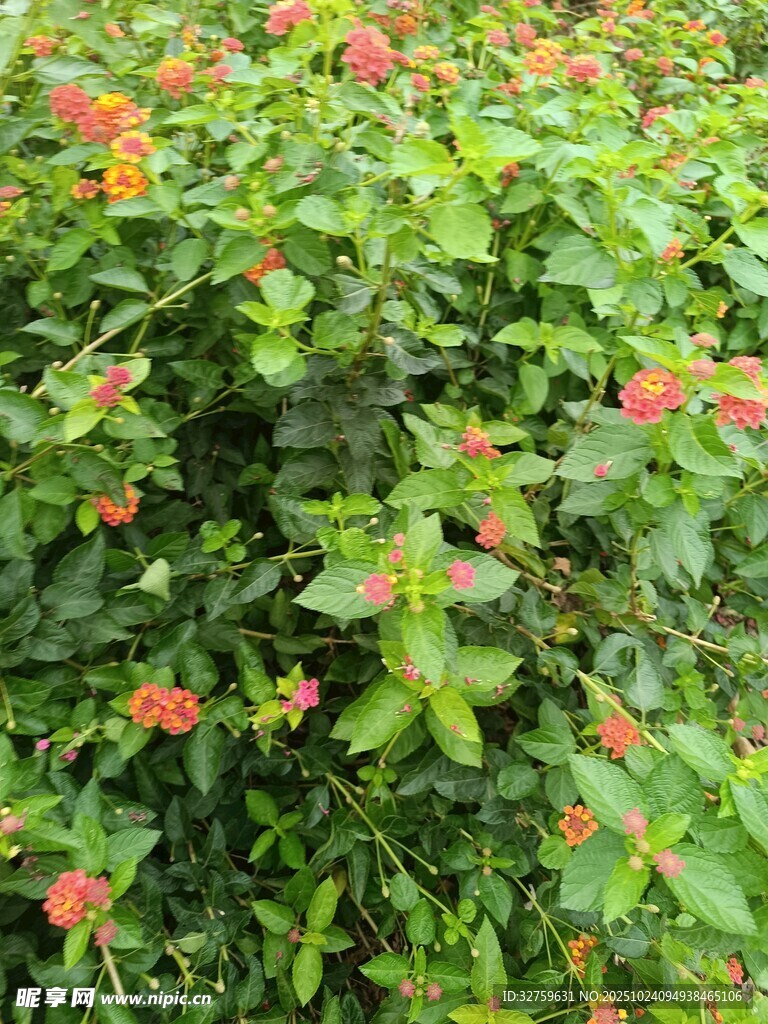 绿叶间绽放的鲜艳小花
