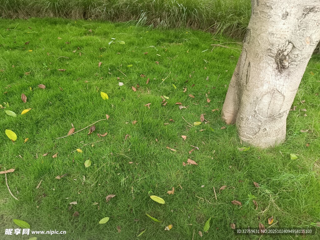树下草地的自然景致