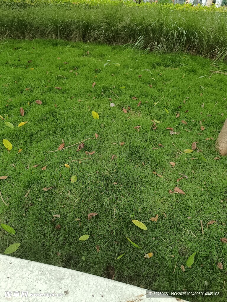 翠绿草地与零星植物