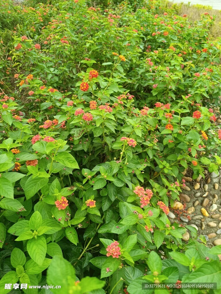 绿叶间的娇艳小花