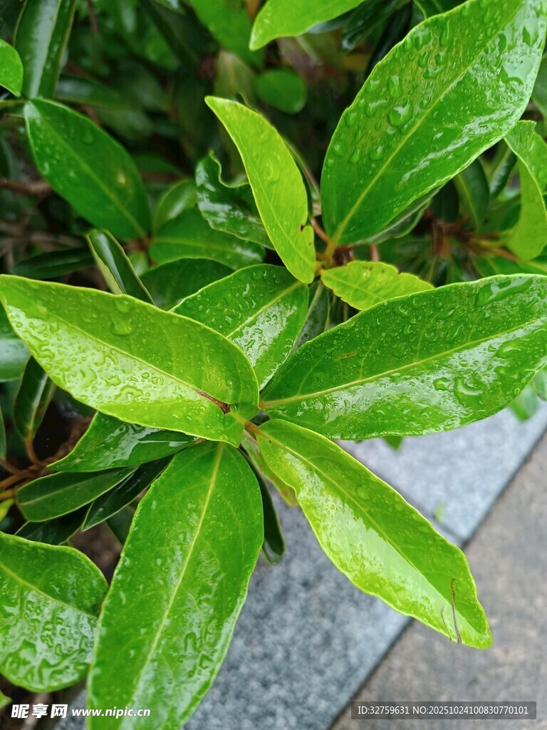 翠绿带露叶片清新自然
