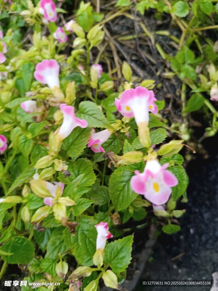 粉色喇叭状花朵绿植